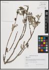 Foto von Salix caprea L.